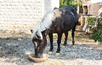 Životinje u vikendici ili u blizini