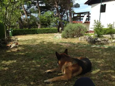 Ljubimac ili ljubimci u objektu Holiday house with a parking space Bast, Makarska - 23316