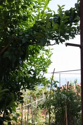 Priroda u blizini apartmana