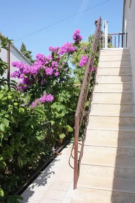 Vrt u objektu Apartments with parking space Supetar, Brac - 5653
