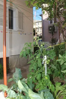Vrt u objektu Apartments with parking space Baska Voda, Makarska - 6854