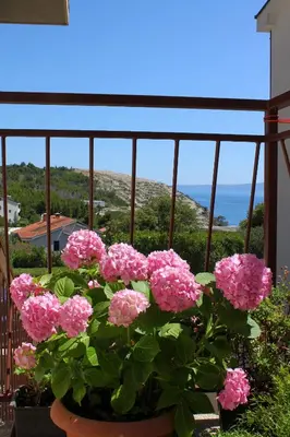 Priroda u blizini apartmana