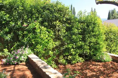 Vrt u objektu Apartment Vrboska 8748a