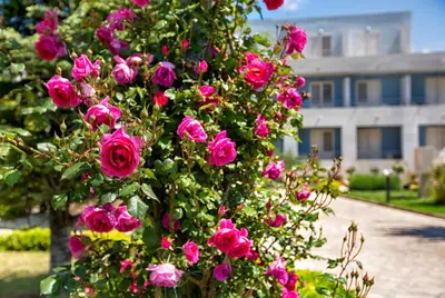 Vrt u objektu Hotel Pastura