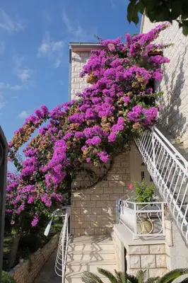 Vrt u objektu Apartments with parking space Supetar, Brac - 5385