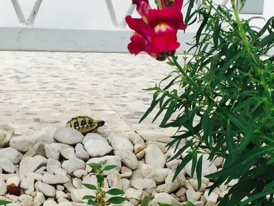 Vrt u objektu Apartments Zamicka