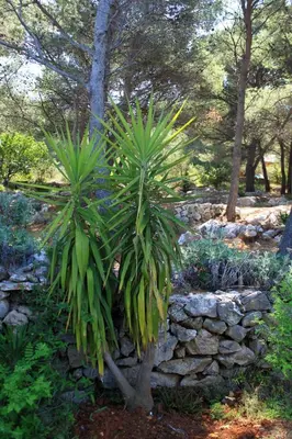 Vrt u objektu Seaside holiday house Cove Grebisce, Hvar - 3375