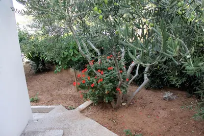 Vrt u objektu Apartments with a parking space Hvar - 5701