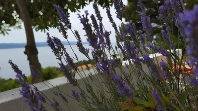 Priroda u blizini apartmana