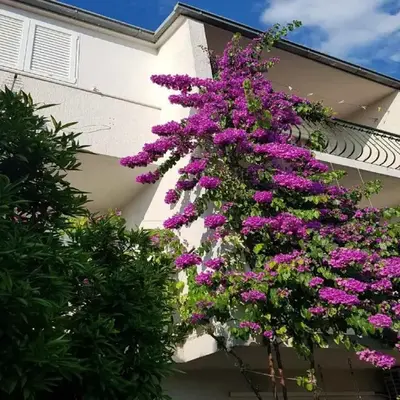 Apartmani Sonja