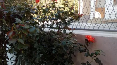 Tlocrt objekta Apartment Sunce