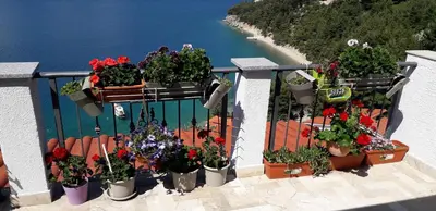Priroda u blizini apartmana
