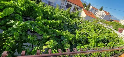 Vrt u objektu Palute