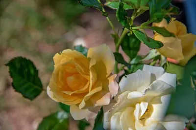 Tlocrt objekta Apartments and rooms with parking space Bol, Brac - 15418
