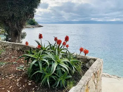 Tlocrt objekta Seaside secluded apartments Cove Lucica, Hvar - 15546