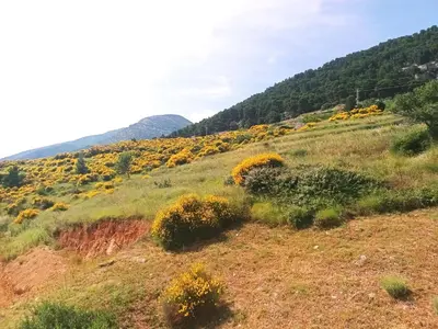 Priroda u blizini apartmana