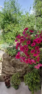 Vrt u objektu Studio apartments Roza - A charming oasis in the centre of Makarska