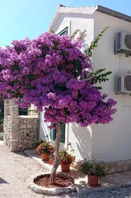Vrt u objektu Apartments with parking space Milna, Brac - 11088