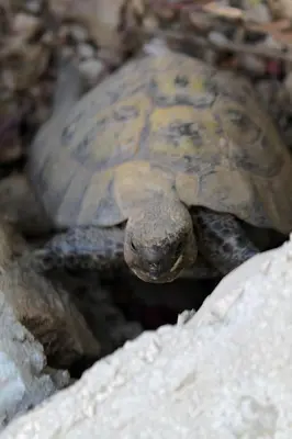 Životinje u apartmanu ili u blizini