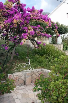 Vrt u objektu Seaside holiday house Ivan Dolac, Hvar - 5708