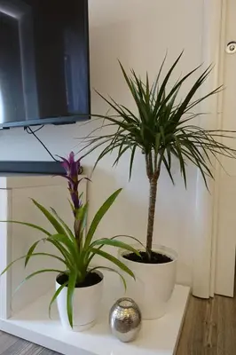 Tlocrt objekta Apartman Maja