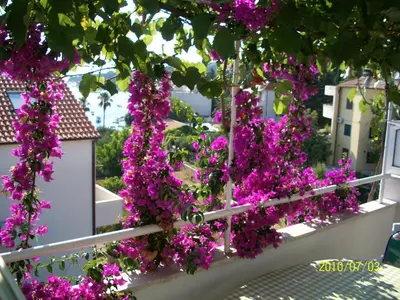 Vrt u objektu Apartmani Šurlin