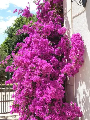 Vrt u objektu Holiday home with pool, Supetar, Island Brac