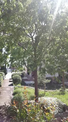 Vrt u objektu Villa Joška cottage apartment Brela