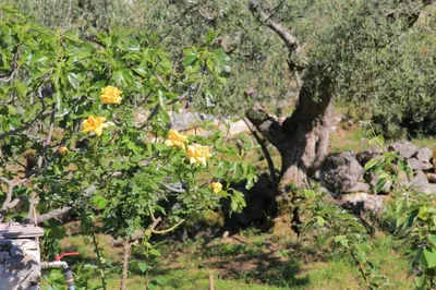 Vrt u objektu Secluded family friendly house Skrip, Brac - 18944