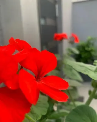 Tlocrt objekta Villa Mare's 1