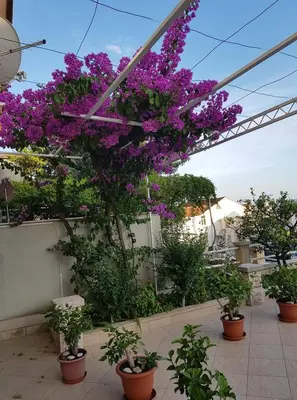 Vrt u objektu Apartman Nikolić 2